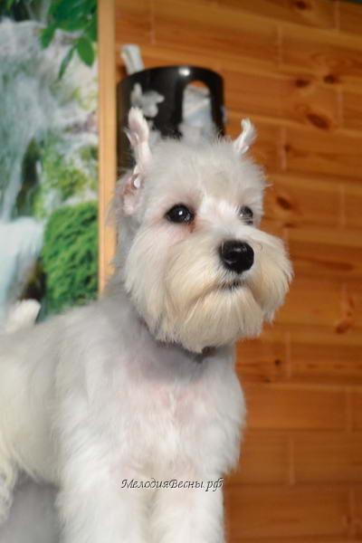 цвергшнауцер  