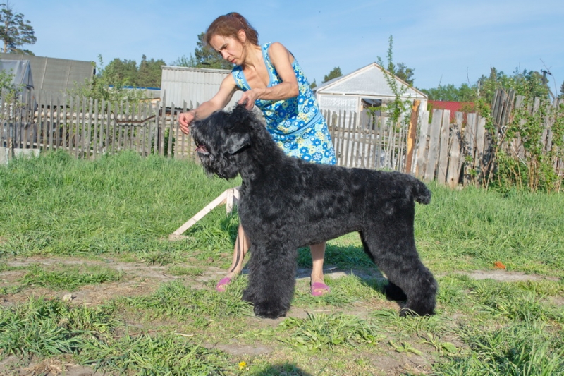 Сибирский Медведь Эра  