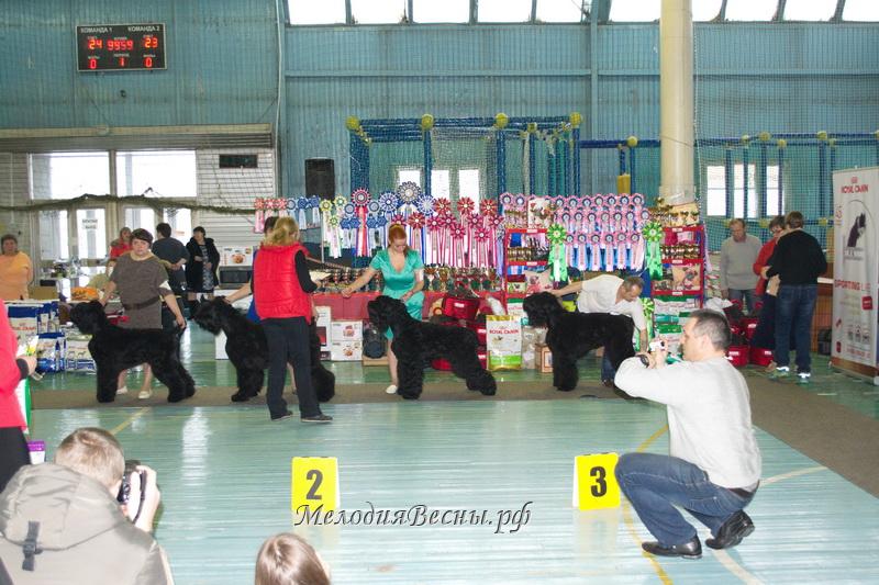 Адам Рэйси Стайл Дэйли-роуз,Самросс Ингеборга,Блек Росси Геральдика,Евангелиста  