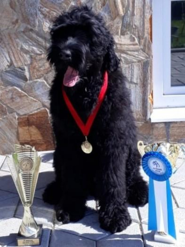 РЧТ Выставка в Челябинске. Михею 5мес. RBIS puppy !!!  