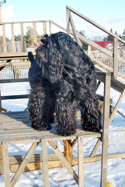 РЧТ  бритая  
