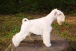   -родословная : колено 2 Отец :" EKIMOV GO FOR GOLD OF MAPLE LEAF"