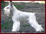   -родословная : колено 2 Отец :" I`M WHITE DREAM V. HELLA HOF"
