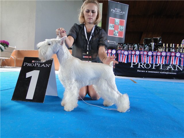 фото цвергшнауцер STAR`S OF WHITE NIGHT VARSCHAVA