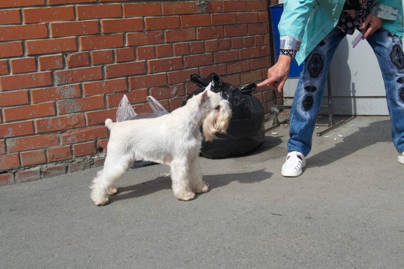 цвергшнауцер  
