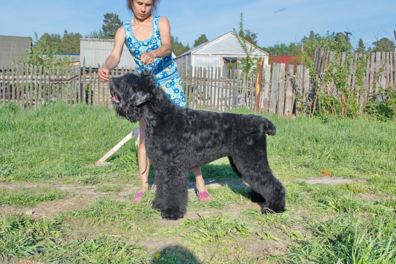 Сибирский Медведь Эра  
