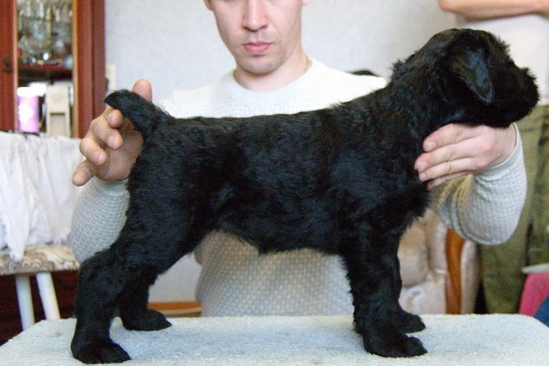 РЧТ  